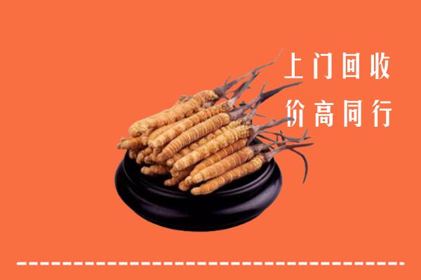 洛阳市吉利区回收散虫草